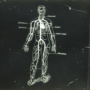 Human Circulatory System_84.jpg